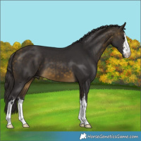 Horse Color:White Spotted Buckskin