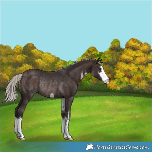 Horse Color:White Spotted Silver Brown Rabicano 