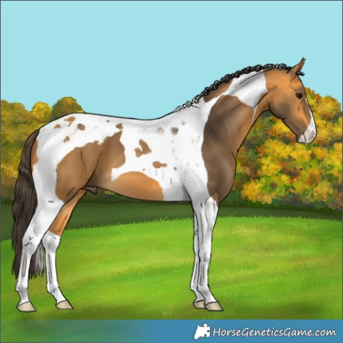 Horse Color:Buckskin Tobiano