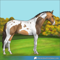 Horse Color:Buckskin Tobiano 