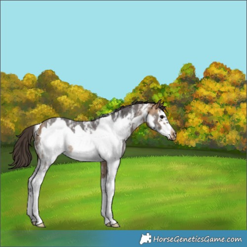 Horse Color:Buckskin Sabino Frame Rabicano