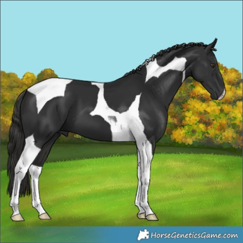 Horse Color:Liver Chestnut Tobiano 