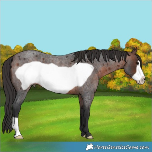 Horse Color:Brown Roan Frame 