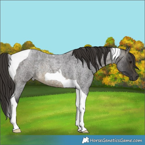 Horse Color:Buckskin Roan Tobiano Rabicano