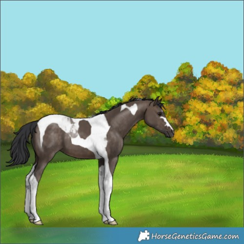 Horse Color:Brown Dun Tobiano 