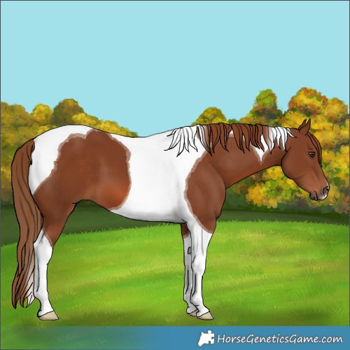 Horse Color:Chestnut Tobiano 