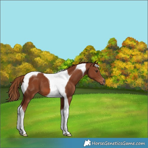 Horse Color:Chestnut Tobiano 
