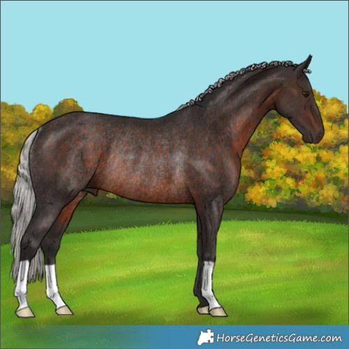 Horse Color:Silver Brown Rabicano 