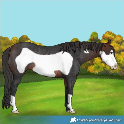 Horse Color:Brown Frame Rabicano 