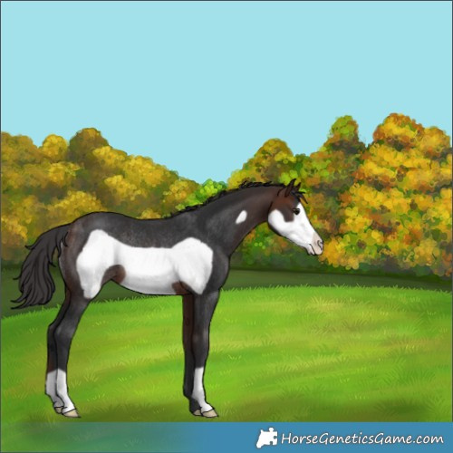 Horse Color:Brown Frame Rabicano 