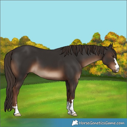 Horse Color:Liver Chestnut