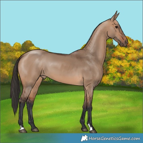 Horse Color:Bay Dun 
