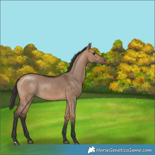 Horse Color:Bay Dun 