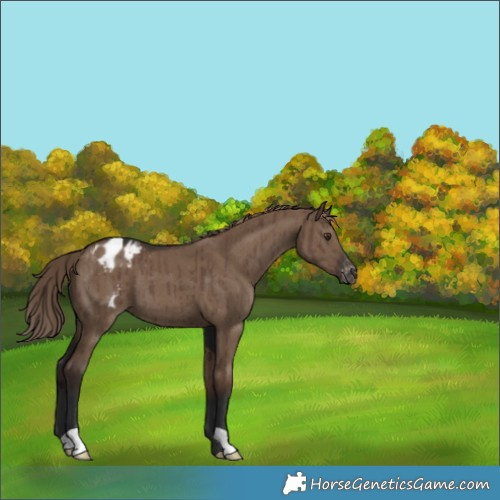 Horse Color:Liver Red Dun Appaloosa Brindle 