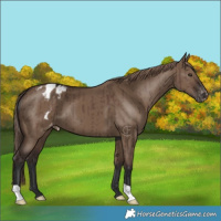 Horse Color:Liver Red Dun Appaloosa Brindle