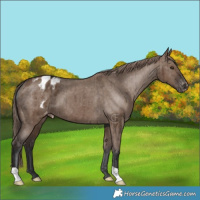 Horse Color:Liver Red Dun Varnish Brindle