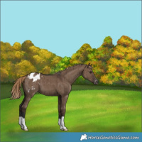 Horse Color:Liver Red Dun Varnish Brindle 