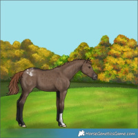 Horse Color:Liver Red Dun Varnish Brindle 