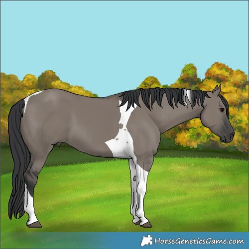 Horse Color:Grullo Tobiano 