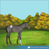 Horse Color:Grullo Varnish 