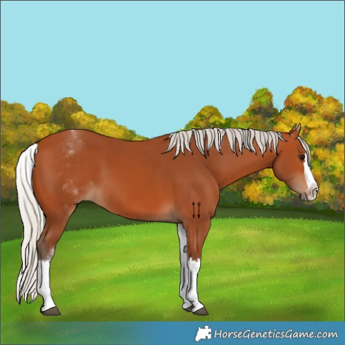 Horse Color:White Spotted Silver Bay Splash