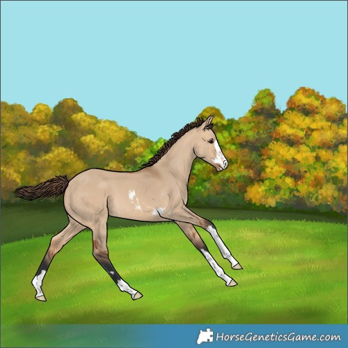 Horse Color:Bay Dun Skewed Appaloosa 