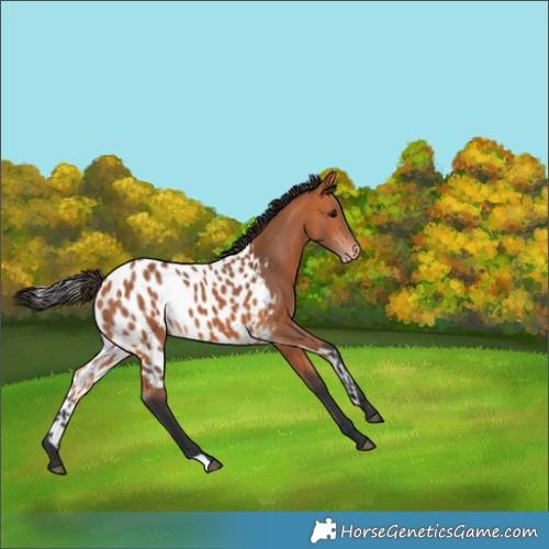 Horse Color:Bay Skewed Appaloosa