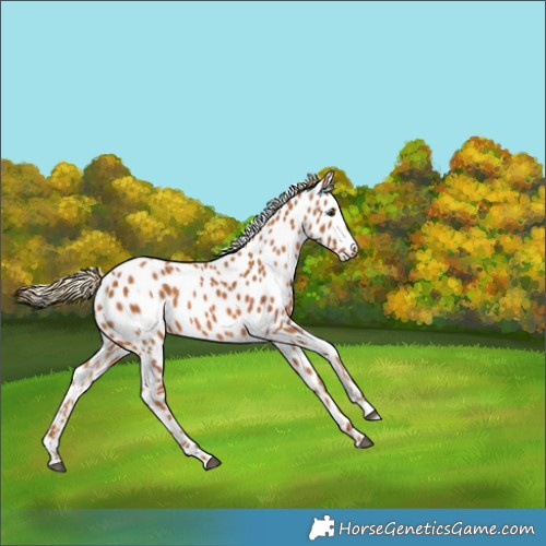 Horse Color:Chestnut Skewed Appaloosa 