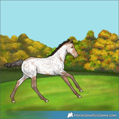 Horse Color:Amber Champagne Skewed Appaloosa