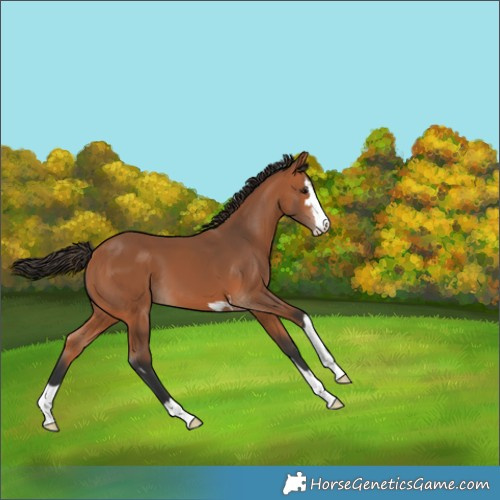 Horse Color:Bay Skewed Appaloosa 