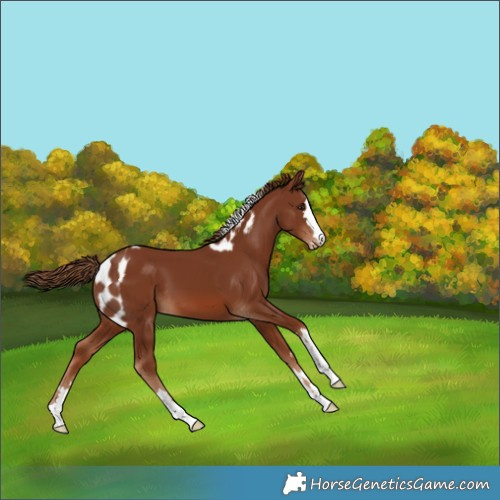 Horse Color:Chestnut Skewed Appaloosa 