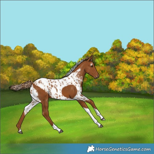 Horse Color:Gray Chestnut Tobiano Skewed Appaloosa 