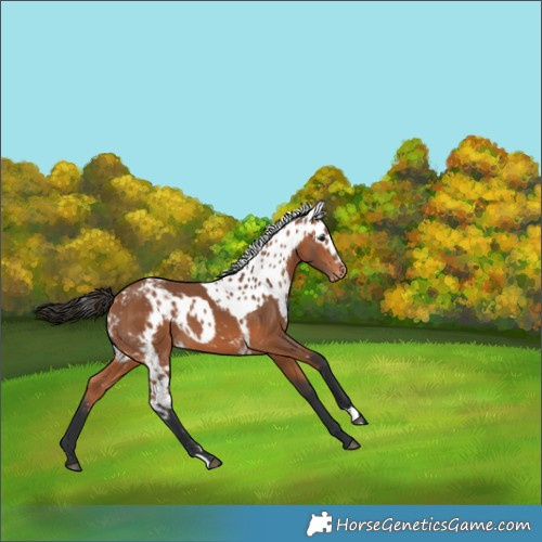 Horse Color:Bay Skewed LP Spotted