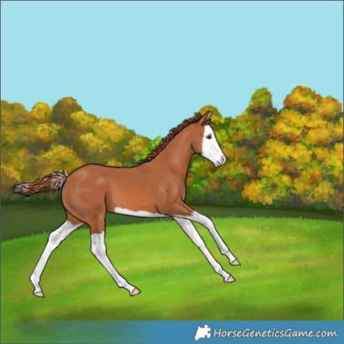 Horse Color:Chestnut Splash Skewed Appaloosa