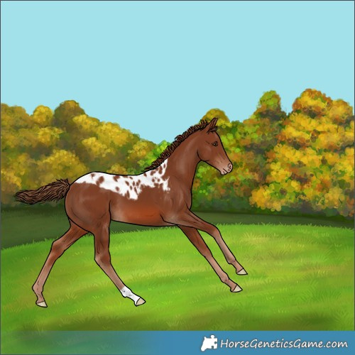 Horse Color:Chestnut Skewed Appaloosa 