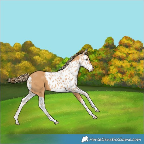 Horse Color:Chestnut Skewed Appaloosa