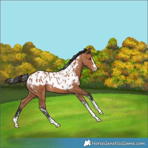 Horse Color:Powder White Bay Skewed Appaloosa 