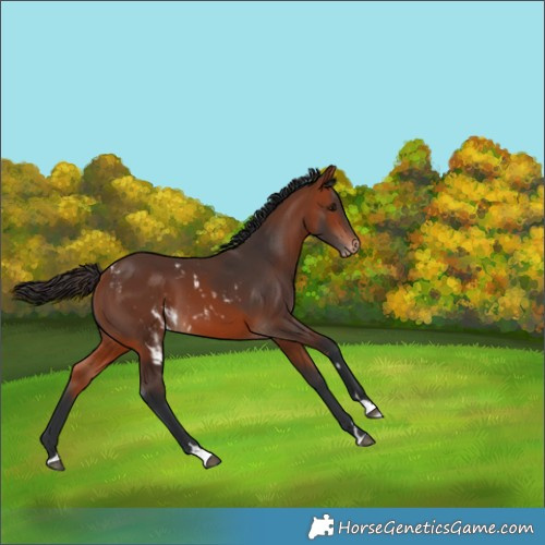 Horse Color:Bay Skewed Appaloosa 