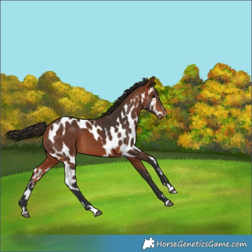 Horse Color:Bay Skewed Appaloosa
