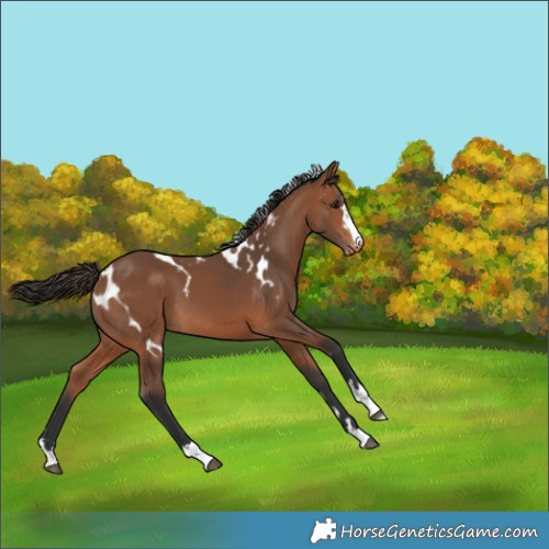 Horse Color:Bay Skewed Appaloosa 