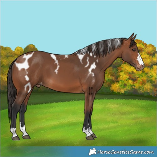 Horse Color:Bay Skewed Appaloosa 
