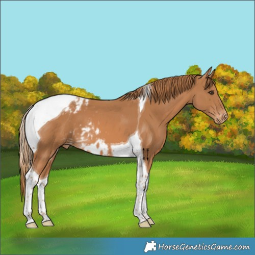 Horse Color:Chestnut Tobiano Skewed Appaloosa 