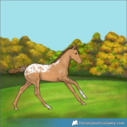Horse Color:Chestnut Skewed Appaloosa