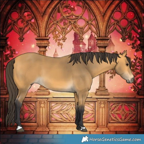 Horse Color:Buckskin 