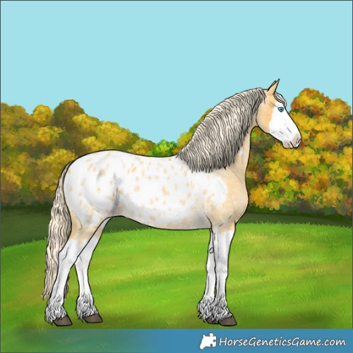Horse Color:Palomino Roan Splash Appaloosa 