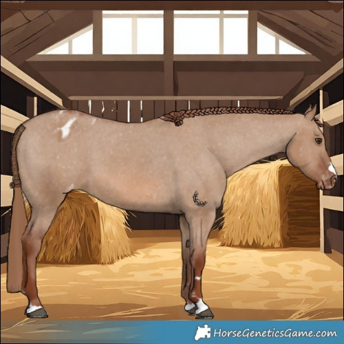 Horse Color:Red Dun Varnish 