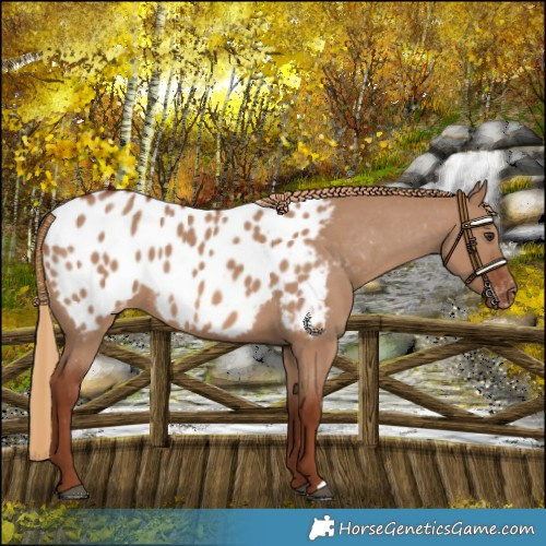 Horse Color:Red Dun Appaloosa