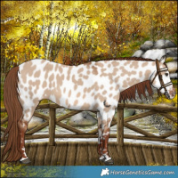 Horse Color:Red Dun Near Leopard 