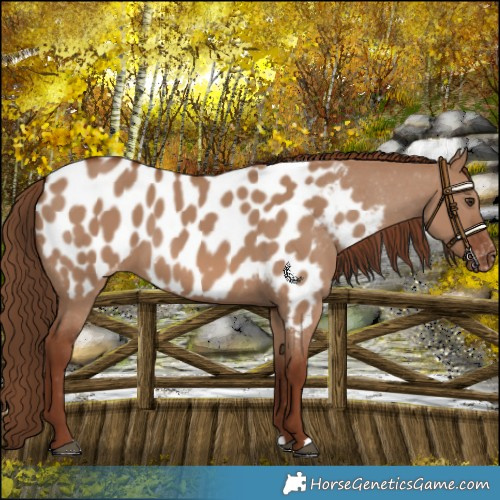 Horse Color:Red Dun Near Leopard 