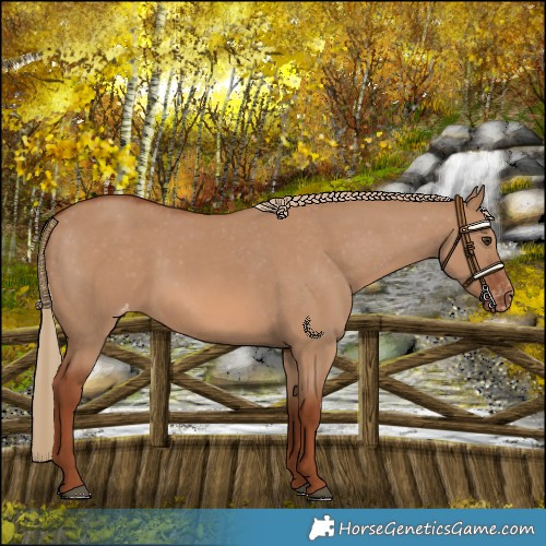 Horse Color:Red Dun Appaloosa 
